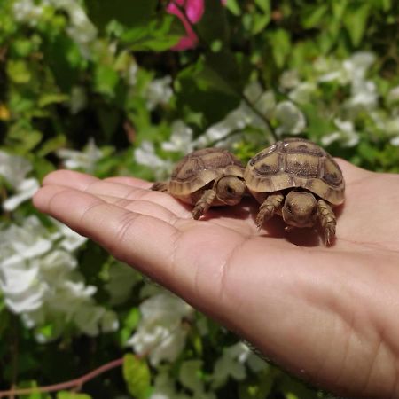شقة Lotus Turtle Garden إيلات المظهر الخارجي الصورة