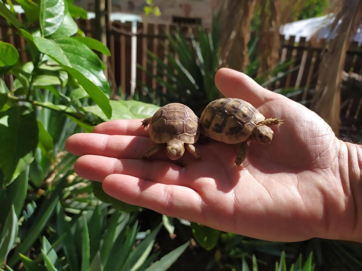 شقة Lotus Turtle Garden إيلات المظهر الخارجي الصورة