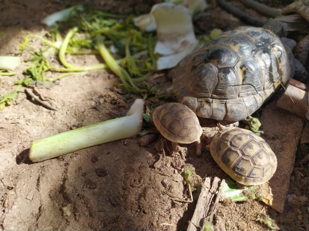 شقة Lotus Turtle Garden إيلات المظهر الخارجي الصورة