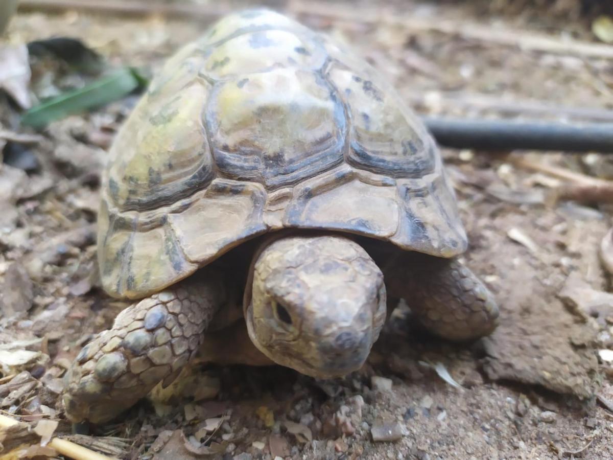 شقة Lotus Turtle Garden إيلات المظهر الخارجي الصورة