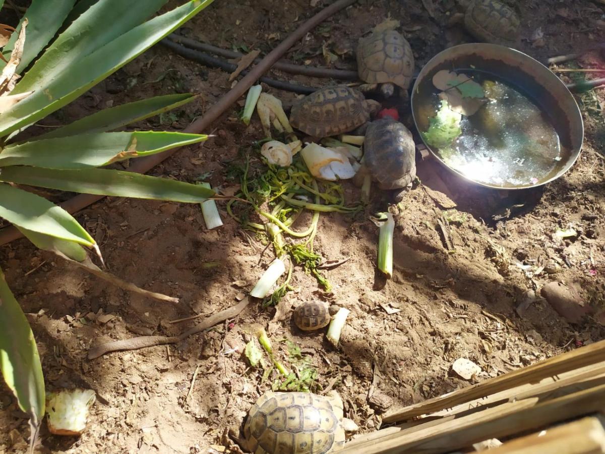شقة Lotus Turtle Garden إيلات المظهر الخارجي الصورة