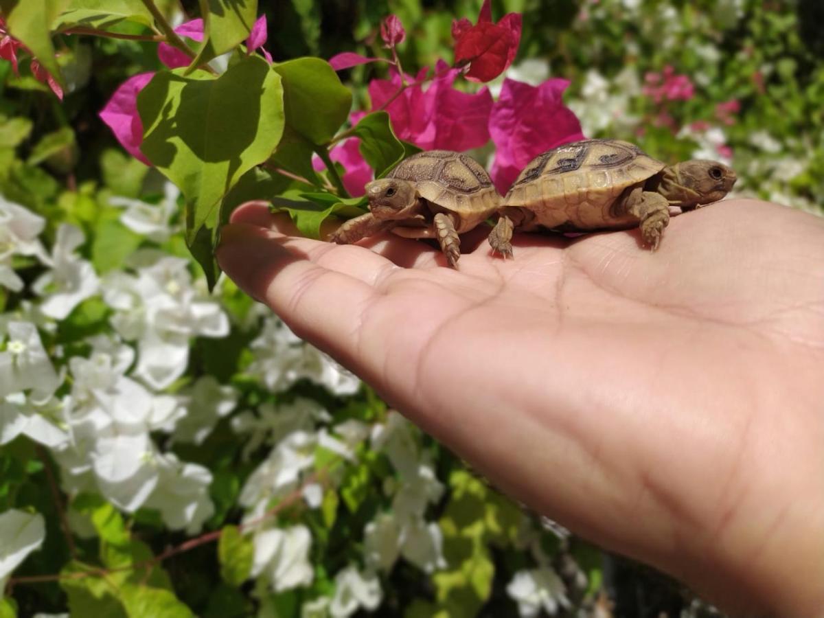 شقة Lotus Turtle Garden إيلات المظهر الخارجي الصورة